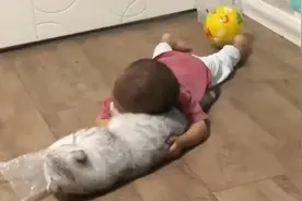 肥猫被人类幼崽狠压：救命！能管管你家娃不图片