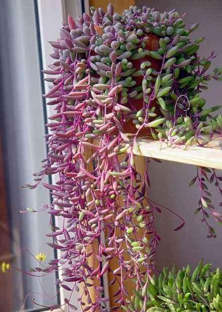 多肉容易爆盆,紫玄月就是如此,随便捡点叶子,插在盆里又是一盆