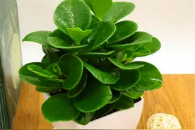 盆栽中的“小家碧玉”，精致清秀，夏天做好4个勤，翠绿清凉图片