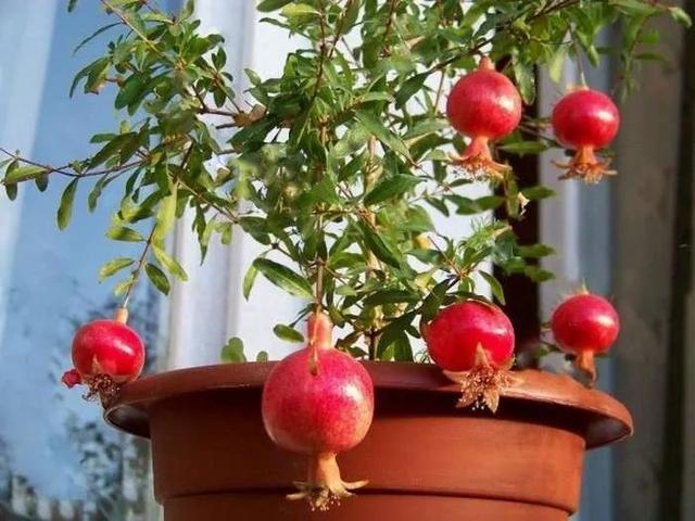 在阳台种这9种水果，结果又快又多，随吃随摘，新鲜、健康又省钱