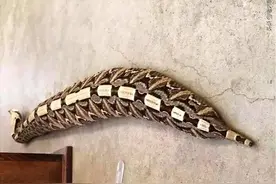 眼镜王蛇的排毒量进不了世界前三？谁才是排毒量最大的毒蛇？图片