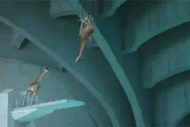 搞笑GIF：长颈鹿跳水，这牛逼的特效绝对给满分！图片