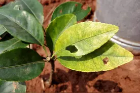 柑橘老叶黄化啥原因？如何有效防治？听听专家怎么讲图片