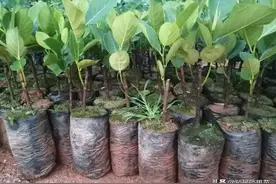 泰国红肉菠萝蜜 进口菠萝蜜 菠萝蜜果苗 马来西亚1号菠萝蜜图片