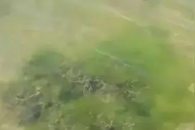早期青苔对河蟹养殖危害更大，螺蛳一次性投放以200-300斤/亩为宜图片
