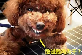 为啥养“泰迪”不要选择公的？这几点原因很现实图片
