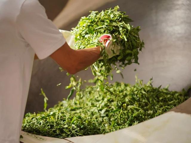 萎凋？杀青？「普洱茶知识」