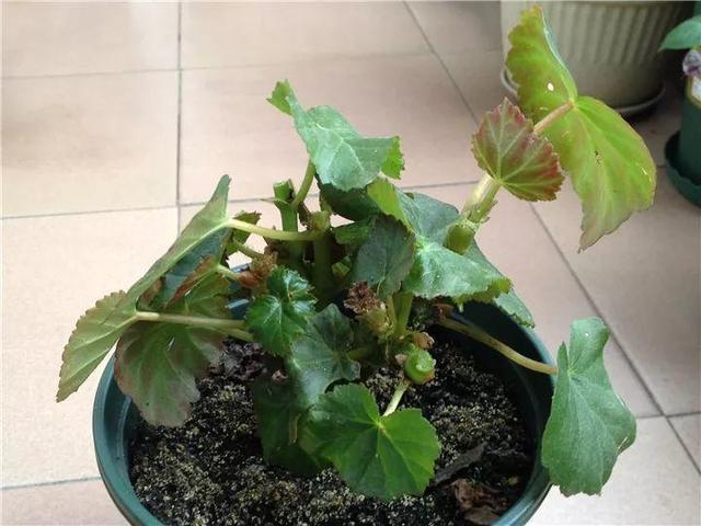 贝拉小蜜蜂草本身体乳