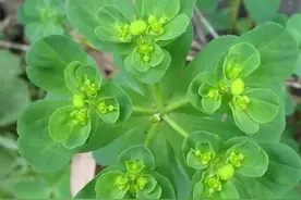 长在田间路旁的猫眼草还是个宝？你认识吗？图片