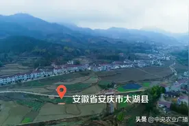 【田间示范秀】大别山深处的土鸡场图片