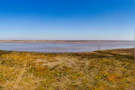 法桐、湿地……黄河南岸，美景醉人图片