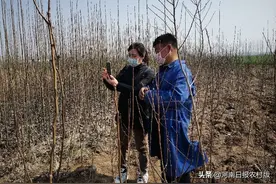 万能的抖音啊！太康林农开始卖树苗了图片