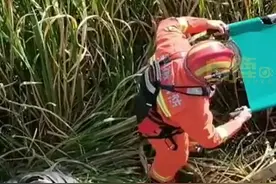（视频）@太原人，男子被猪撞进河道消防救人救猪！网友：任何生命都值得尊重图片