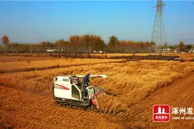 涿州市夹河村三百亩水稻大丰收图片