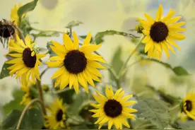 花卉摄影// 在墙角一隅的向日葵图片