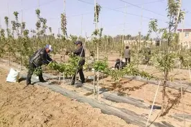 果树拉枝和果园施肥有多重要图片