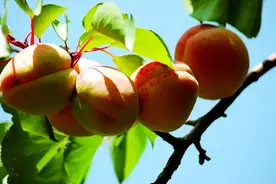 杏子飘来诱人香 有“杏”相约唐汪川图片