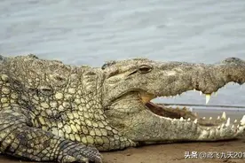 据说二战末期，曾有一支近千人的日军部队被鳄鱼消灭，是真的吗？图片