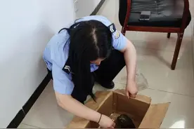 萌化！猫头鹰幼崽误闯农家，在派出所吃肉时连筷子都吃图片