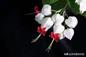 花型奇特的龙吐珠，这样养护，开花不断图片
