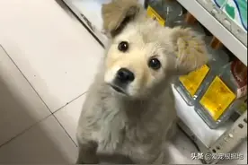 流浪小狗溜进店里取暖，眼神让人不忍驱赶，它真的很容易满足图片