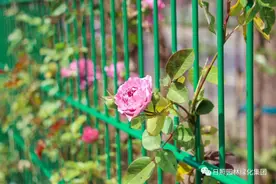 @日照市民，家门口的一拨儿新建公园绿地来袭图片