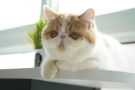 租客拖欠房租和180多元的电费，对方失联了，但他的行李还在，我该如何处理？图片