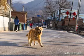 偏远村庄偶遇流浪金毛，为求生竟疯狂追车，金毛：我想有个家图片