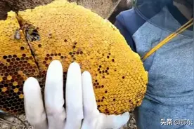 广西农村野生蜜蜂多，父子俩掏一天蜜蜂窝，挣4200元钱，太羡慕了图片