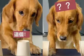 铲屎官与狗狗玩游戏，却不遵守规则！社会很单纯复杂的是人？图片
