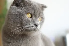 猫咪肠梗阻常见但能致死，不能延误治疗的它应该如何处理？​图片