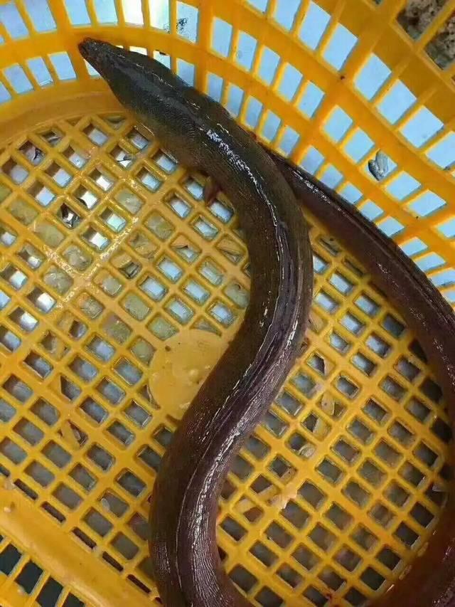 土龙和鳗鱼的区别 土龙和鳗鱼的区别在哪里 土龙和鳗鱼的区别 土龙和鳗鱼的区别在哪里