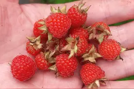 五一小长假，大山里这“3果1菜”正当季，有钱也难买到的稀罕物图片