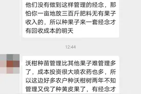 做好“一梢三肥三药”，沃柑膨大树势两年挂果图片
