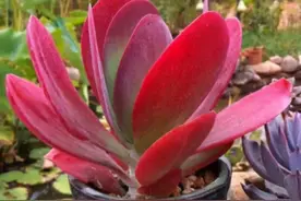 唐印到底该怎么养变红，唐印从翠绿色到鲜红色的逆袭之路图片