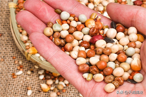 现在才知道，鸽子原来吃这些？