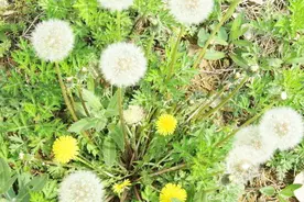 蒲公英的栽培种植技术蒲公英种植教程视频封面