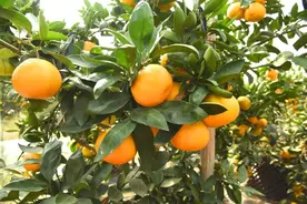 溧阳一“半路出家”的果农种出“爱玛士橘”图片