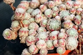 常年“爆崽”的长生草多肉，原来是开完花就挂，你能将它养好么？图片