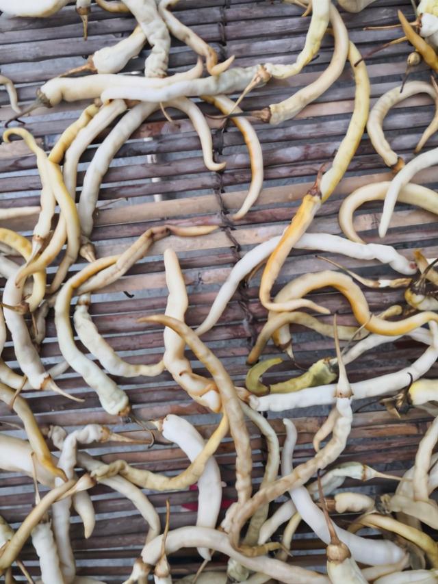 这菜当下要多吃，一次买5斤，晒上一天保存起来，用来炖肉特别香