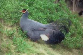 白马鸡、蓝马鸡、藏马鸡、褐马鸡，马鸡的种类你分得清不？图片