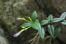 岩石上1种“野草”，人称“石吊兰”，见到别放过，能作美盆栽图片