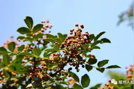 扩散！耀州孙塬急需采椒客800人，包吃包住，日薪150元+图片