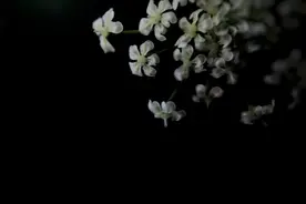 性格高冷，从不迎合他人的星座，有主见，很有分寸感图片