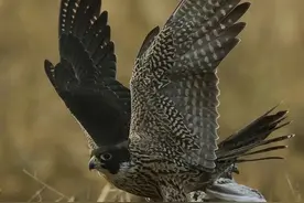 游隼，生物演化史上的速度巅峰，快来了解一下图片