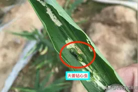 进入7月，大姜钻心虫进入爆发期，3项措施可预防，用药时机要把好图片
