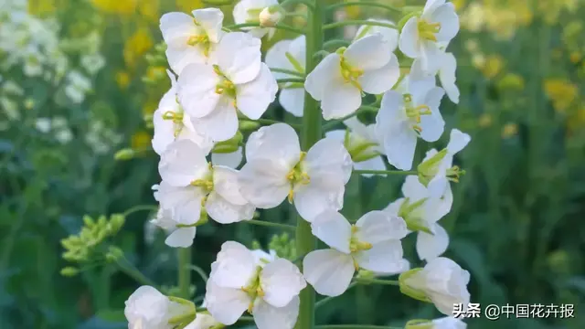 北国杏花初绽，江南已是油菜花漫山，“可甜可盐”的彩色油菜花，爱了！