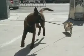 警犬叼回一只走失小柯基，训导员：每次溜达回来总会叼些废瓶子图片