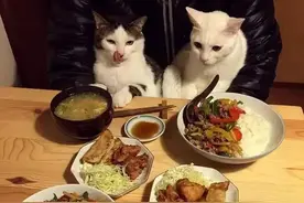 最伤猫的7种食物，种种都会要它的命，多数主人还在喂图片