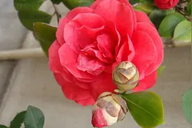 茶花只要这么养护，枝繁叶茂，年年开花，再也不落叶、落花苞！视频封面